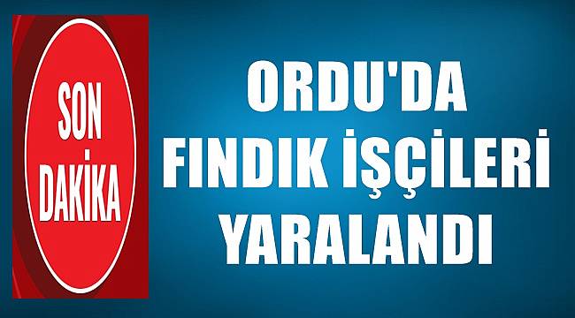 Ordu'da fındık işçileri yaralandı