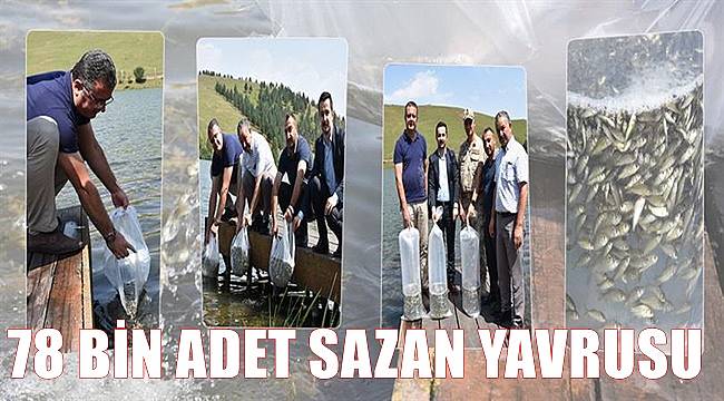 Ordu'da göletlere 78 bin adet sazan yavrusu bırakıldı