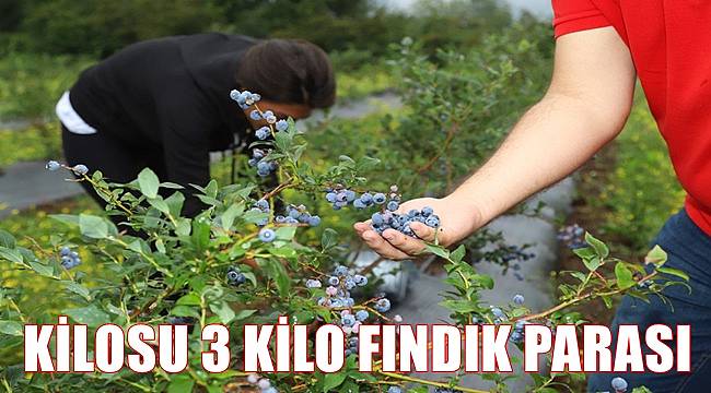 Ordu&#039;da mavi yemişin kilosu 150 TL&#039;den satılıyor