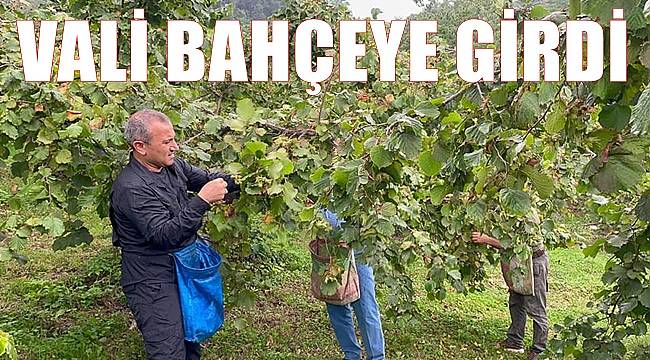 Ordu'da Vali bahçeye girip fındık topladı