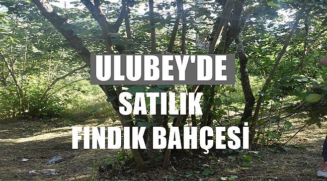 Ordu Ulubey&#039;de satılık fındık bahçesi