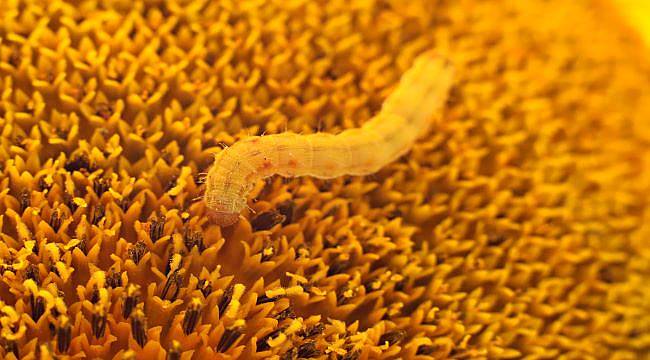 Samsun&#039;da ayçiçeği zararlısı &quot;çayır tırtılı&quot;na karşı ZİHA&#039;lı mücadele