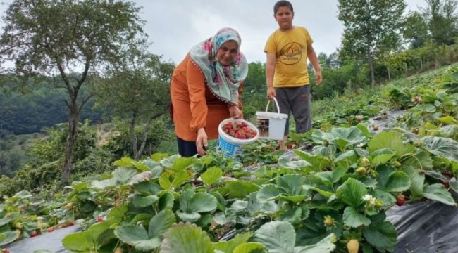 Samsun&#039;da çilek üretimi arttı