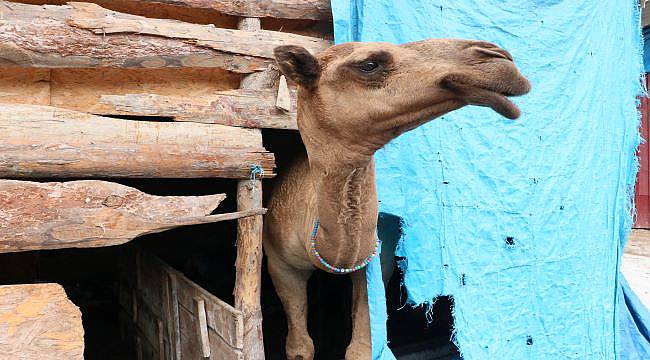Samsun&#039;da &quot;Nazlı&quot; ve &quot;Paşa&quot; isimli develer en çok sahilde vakit geçiriyor