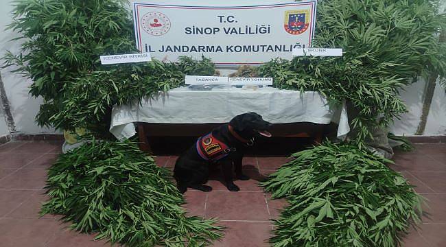 Sinop'ta uyuşturucu operasyonu