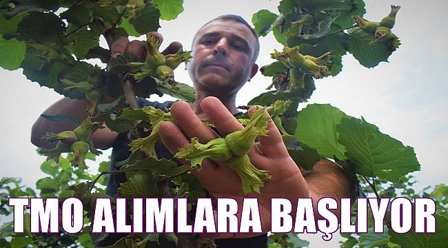 TMO fındık alımına bugün başlıyor