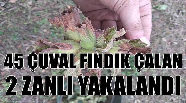 45 çuval fındık çalan 2 zanlı yakalandı