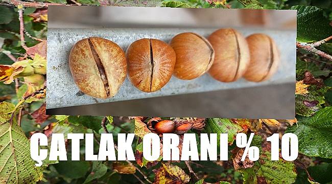 Çatlak fındık problemi çözüldü