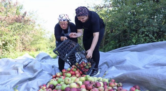 Düzce’de &#039;kusursuz&#039; hasat