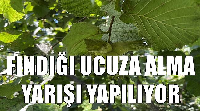 Fındığı ucuza alma yarışı yapılıyor