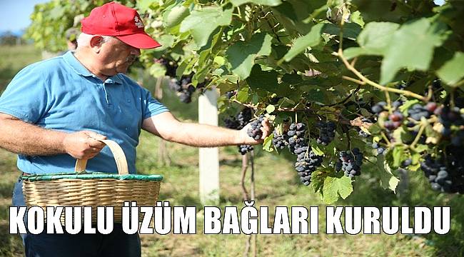 Fındık diyarı Ordu&#039;da kokulu üzüm bağları kuruldu