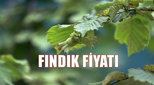 Fındık fiyatı 14.09.2022 Çarşamba