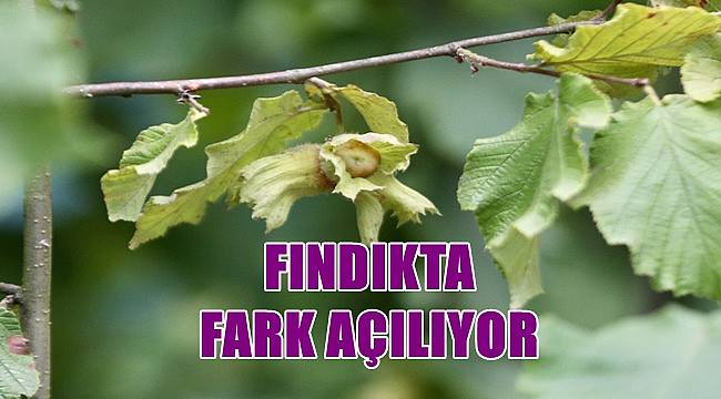 Fındık fiyatı 27 Eylül Salı