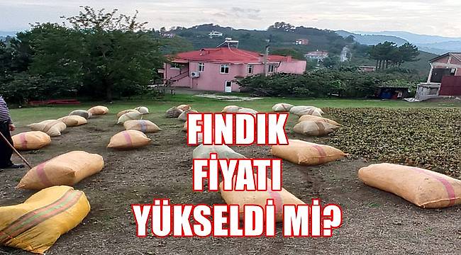 Fındık fiyatı 5.09.2022 Pazartesi