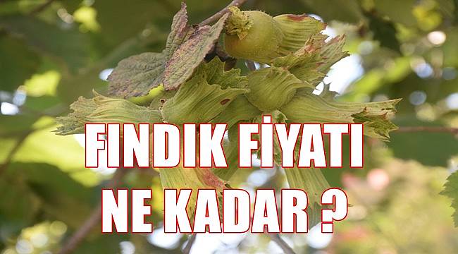 Fındık fiyatı 9.09.2022 Cuma Günü
