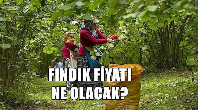 Fındık fiyatı düştü!  Fındık fiyatı 30.09.222