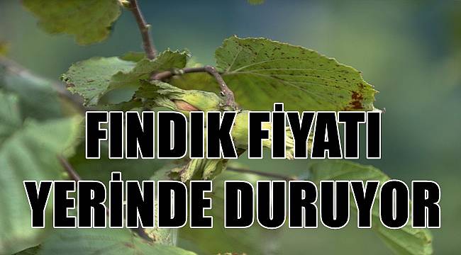 Fındık fiyatı yerinde duruyor
