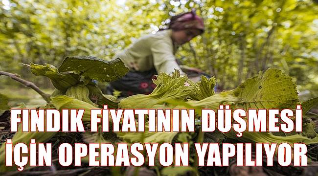 Fındık fiyatının düşmesi için operasyon yapılıyor