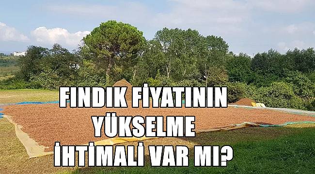 Fındık kaç liradan satılıyor