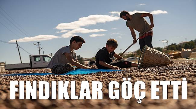 Fındığı kurutmak için güneşli bölgelere göç ettiler
