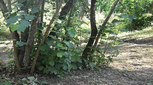 Giresun&#039;da satılık fındık bahçesi