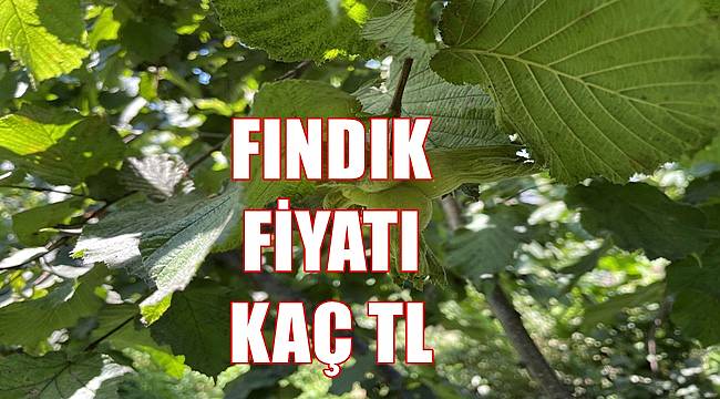 İl il fındık fiyatı 08.09.2022 Perşembe