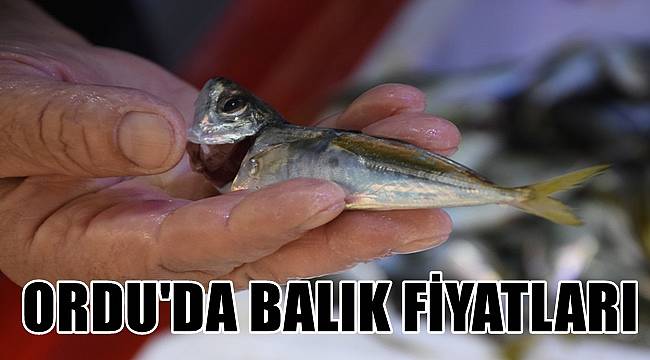 İstavritin kilosu 50 lira