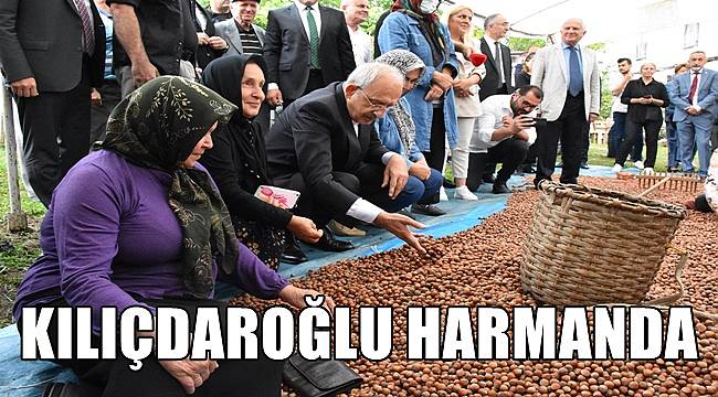 Kılıçdaroğlu fındık harmanında
