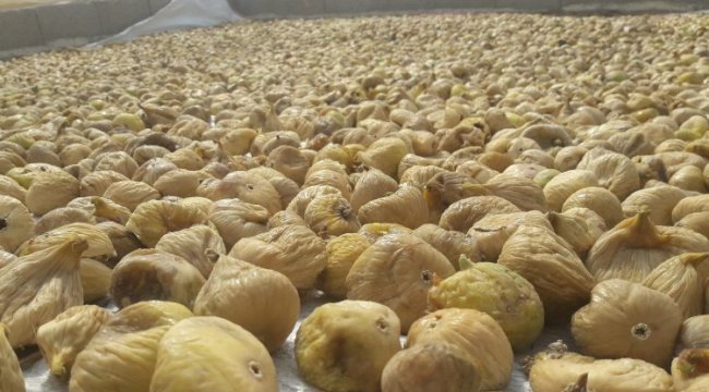 Kuru incir ihracatında hedef 70 bin ton