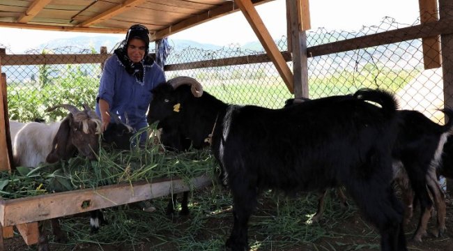 Muğla Büyükşehir Yatağan’da &#039;kıl keçisi&#039; dağıtacak