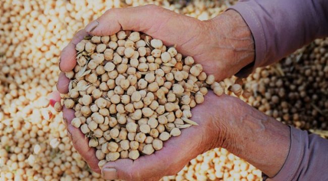 Nohut üreticisinin hasat sevinci