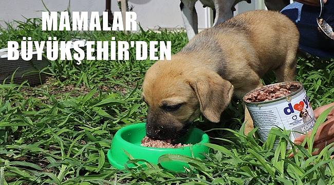Ordu&#039;da Büyükşehir sokak hayvanları için mama üretti
