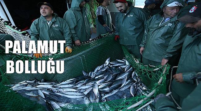 Ordu&#039;da palamut bolluğu