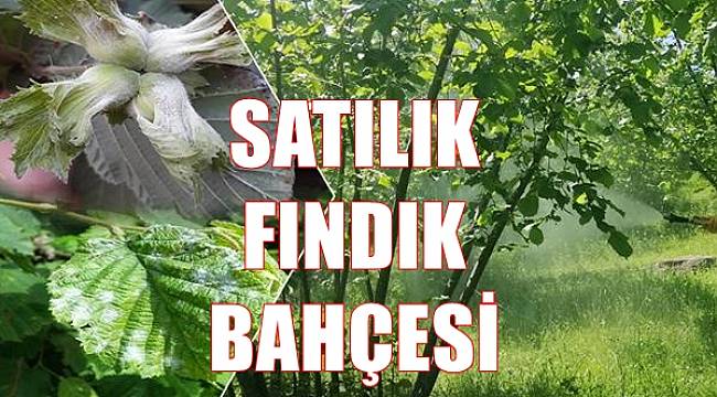 Ordu Ünye&#039;de satılık fındık bahçesi