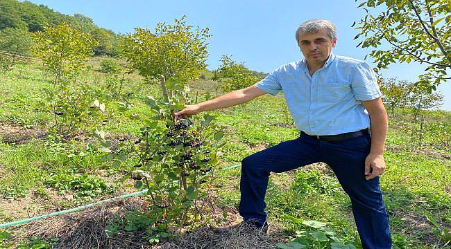 Şehir yaşamından sıkılınca köyde bahçe kurup aronya yetiştirmeye başladı