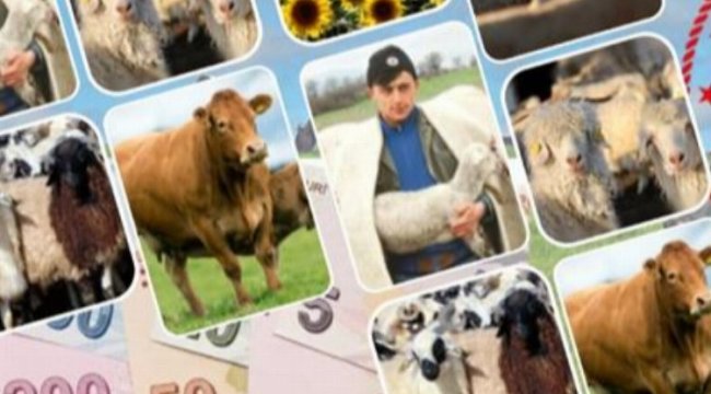 Sözleşmeli besiciliğe desteğin şartları belli oldu