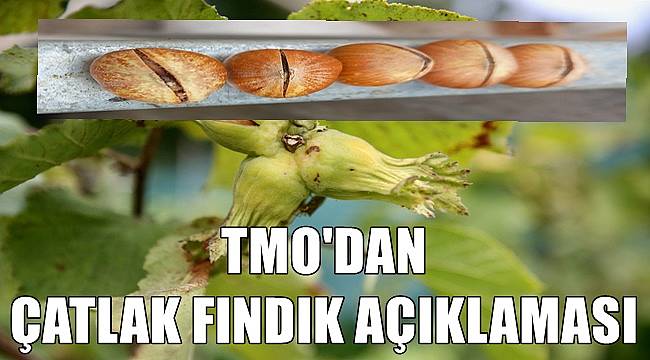 TMO&#039;dan çatlak fındık açıklaması