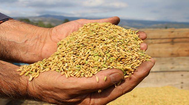 Tosya&#039;da çeltik hasadı başladı