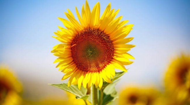 Trakya Birlik ayçiçeği için avans fiyatı açıkladı