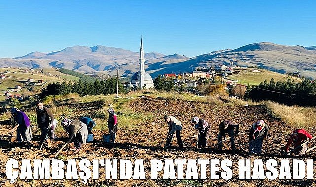 2 bin rakımlı yaylada patates hasadı