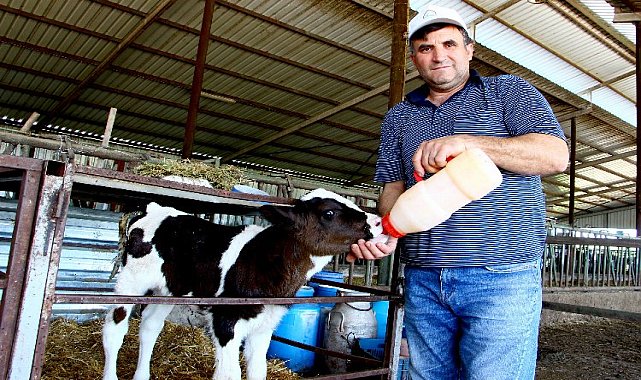 Bursa Yenişehir&#039;de buzağı desteklemeleri hesaplara yattı