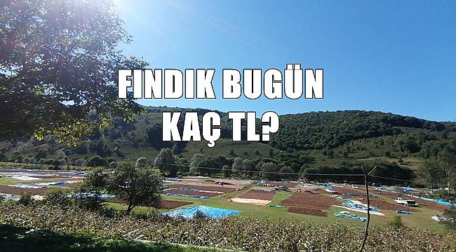 Fındık fiyatı  bugün kaç TL?
