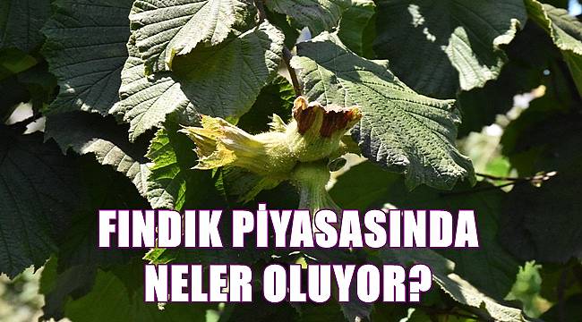 Fındık fiyatı 4.10.2022 Salı