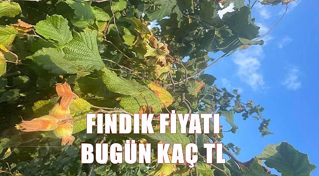 Fındık fiyatı 7 Ekim Cuma