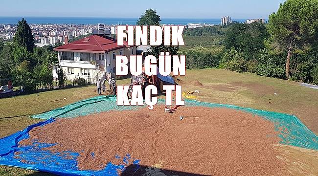 Fındık fiyatı ne zaman yükselir?