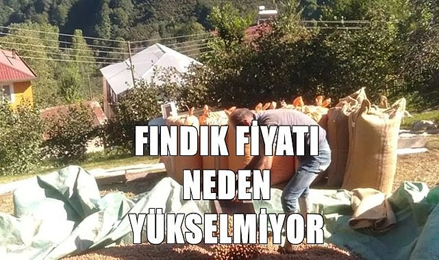 Fındık fiyatı neden yükselmiyor?