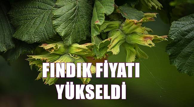 Fındık fiyatı yükselmeye devam edecek mi?