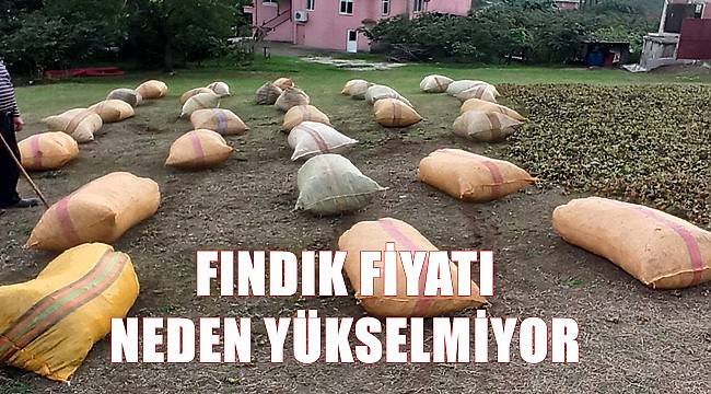 Fındık fiyatları 3.10.2022 Pazartesi