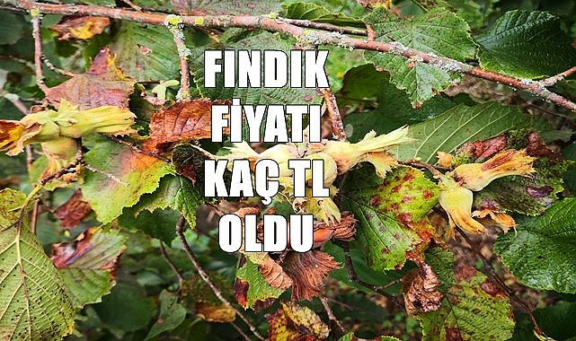 Fındık fiyatları 30.10.2022