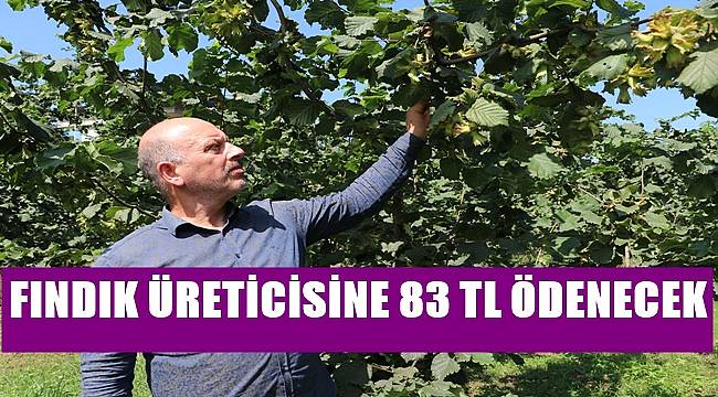 Fındık üreticisine 83 TL destek ödenecek